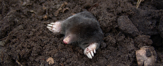 Jean-Baptiste Lamarck erklärte die Evolution anhand der Blindheit der Maulwürfe