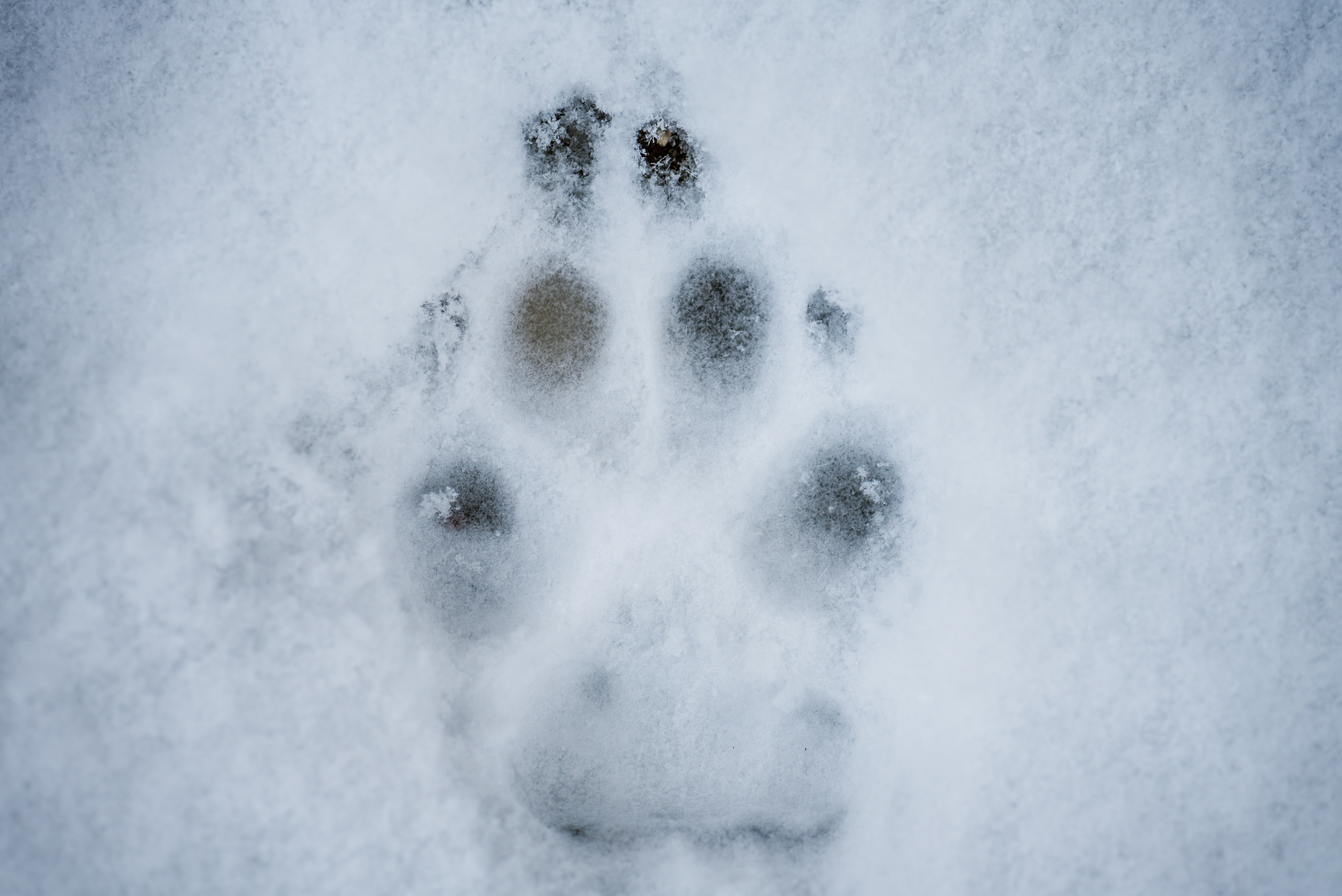 Fußspuren im Schnee