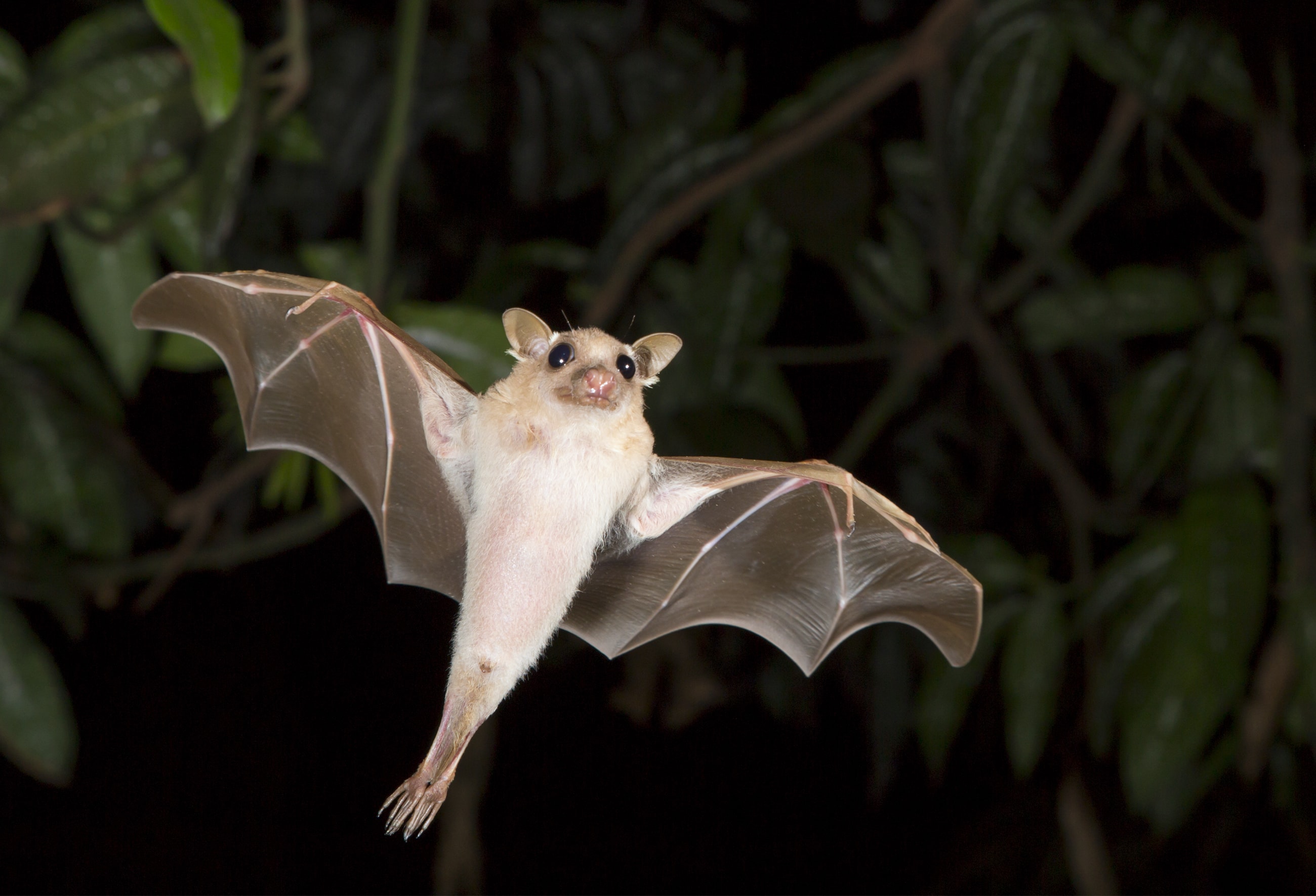 Eine fliegende Fledermaus